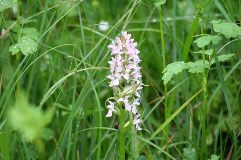 Orchidaceae Orchis